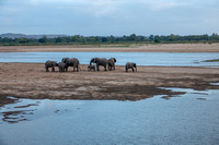 Elephants Digging for Water