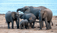 Elephants Find Water in the Sand
