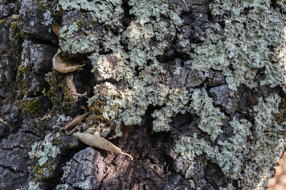 Lichen and Coast Live Oak Leaves
