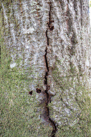 Bark with Moss and Evidence of Woodpeckers