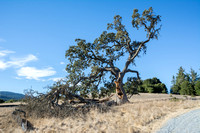 Fallen Valley Oak (1)