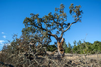 Fallen Valley Oak (2)
