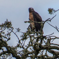 Hawk 2 showing White Patch