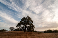 Lone Valley Oak, Dawn Sky (2)