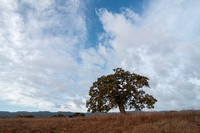 Lone Valley Oak and Windy Hill