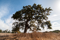 Lone Valley Oak at Midday