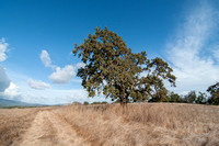 Lone Valley Oak on Road F