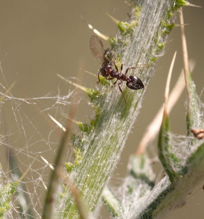 Acrobat Ant (Crematogaster coarctata) with Insect on Italian Thistle