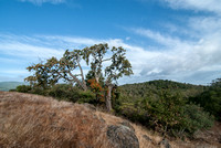 Valley Oak with Enmeshed Toyon; Serpentine Rocks; Oaks on Ridge