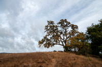 Valley Oak (Quercus lobata) with Resplendent Toyon (Heteromeles arbutifolia)
