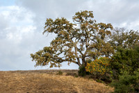 Sunlight on Valley Oak (Quercus lobata) with Toyon (Heteromeles arbutifolia)