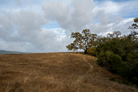 Sunlight on Valley Oak (Quercus lobata) with Toyon (Heteromeles arbutifolia)