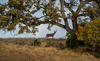10/20/2017 Buck Visits Valley Oak with Toyon: Selected Images