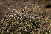 Manzanita in Bloom