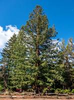 6/10/2021 Threatened Redwood at the Fire Station