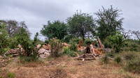 African Baobab (Adansonia digitata), Destroyed by Elephants