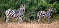Two Plains Zebras (Equus quagga)
