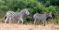 Two Plains Zebras (Equus quagga), Walking