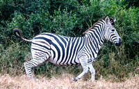 Plains Zebra (Equus quagga), Trotting
