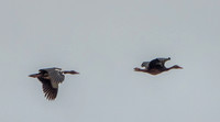 Two Storks (?) in Flight