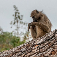 Vervet Monkey (Cercopithecus aetiops)