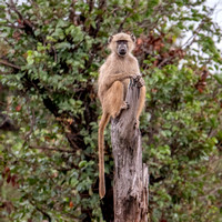 Vervet Monkey (Cercopithecus aetiops) on Stump