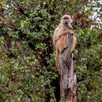 Vervet Monkey (Cercopithecus aetiops) on Stump