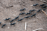 Matabele Ants (Megaponera analis)