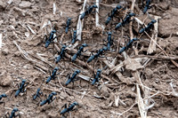 Matabele Ants (Megaponera analis)