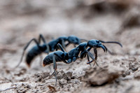 Matabele Ant (Megaponera analis) in Profile