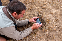 Photographing Matabele Ants