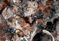 Matabele Ants (Megaponera analis) with Termites