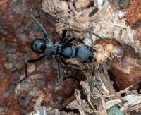 Matabele Ant (Megaponera analis) with Termites