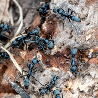 Matabele Ants (Megaponera analis) with Termites