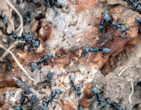 Matabele Ants (Megaponera analis) with Termites