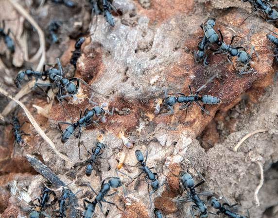 Matabele Ants (Megaponera analis) with Termites