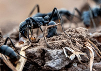 Matabele Ant (Megaponera analis) Grabs Termite