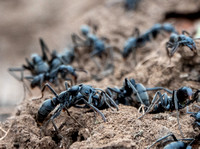 Matabele Ants (Megaponera analis)