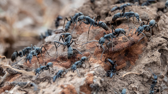 Matabele Ants (Megaponera analis)