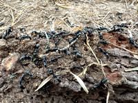 Matabele Ants (Megaponera analis) On Wood with Termites