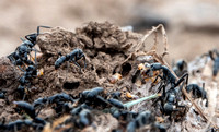Matabele Ants (Megaponera analis) On Wood with Termites