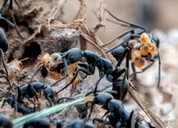 Matabele Ants (Megaponera analis) with Termites