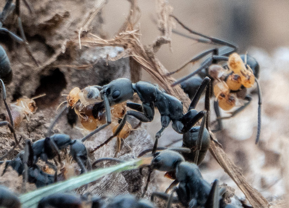 Matabele Ants (Megaponera analis) with Termites