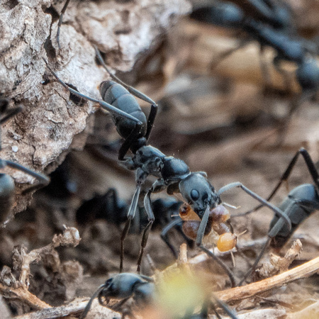 Matabele Ants (Megaponera analis) with Termites