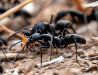 5/24/2023 Large Ants Raid Termites