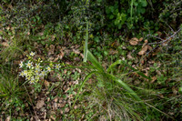 Fremont's Star Lily (Zigadenus fremontii) in Bloom