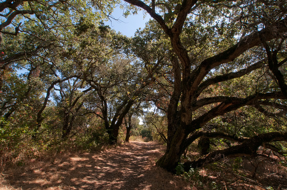 Oak-shaded Trail