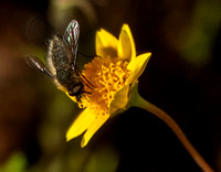 Beefly on Goldfields