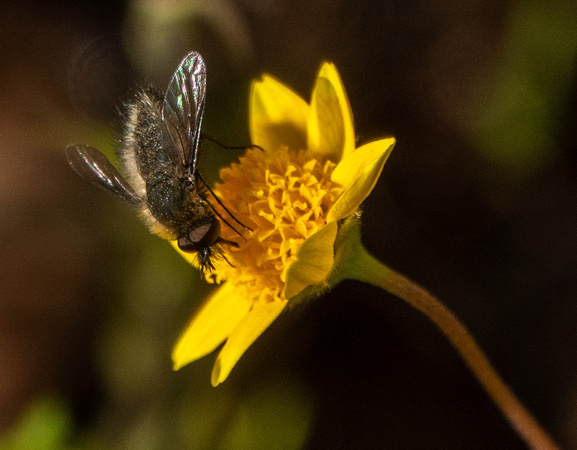 Beefly on Goldfields