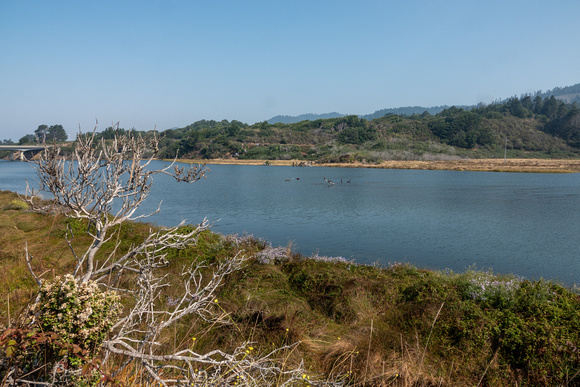 Ten Mile River with Cormorants